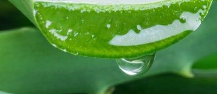 אלוורה – Aloe vera