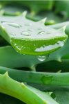How To Grow Aloe Vera As A Houseplant - The Incredible Plant That Heals!