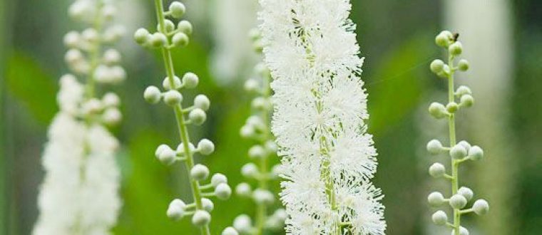 קוהוש- Cimicifuga