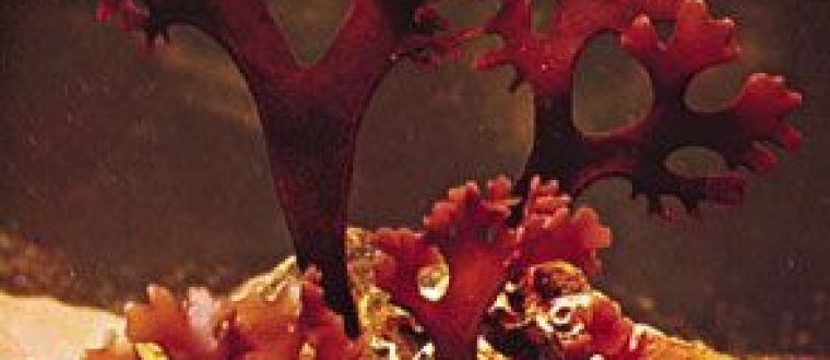 קונדרוס קריספוס – Irish Moss