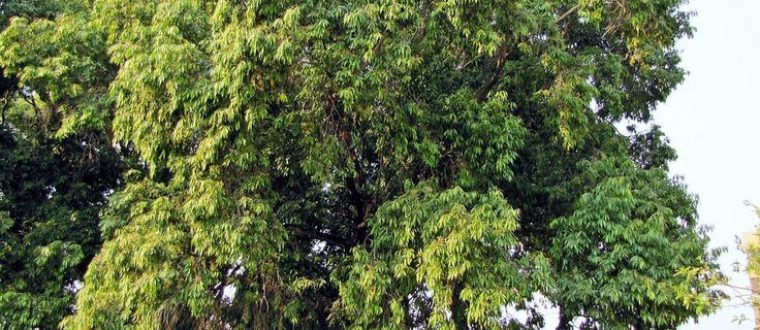 סיזיגיום – Syzygium cumuni