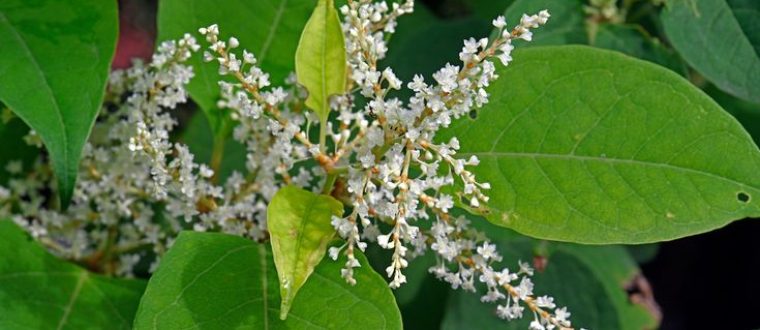 ארכובית יפנית – Polygonum cuspidatum