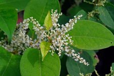Japanese Knotweed Benefits_ How to Use the Knotweed Plant - 2025 - MasterClass
