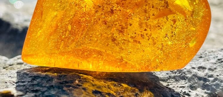 ענבר – Succinium Amber