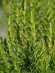 Les Romarins en Aromathérapie
