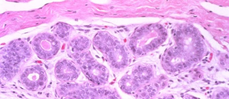 בלוטות חלב – החלב מהו