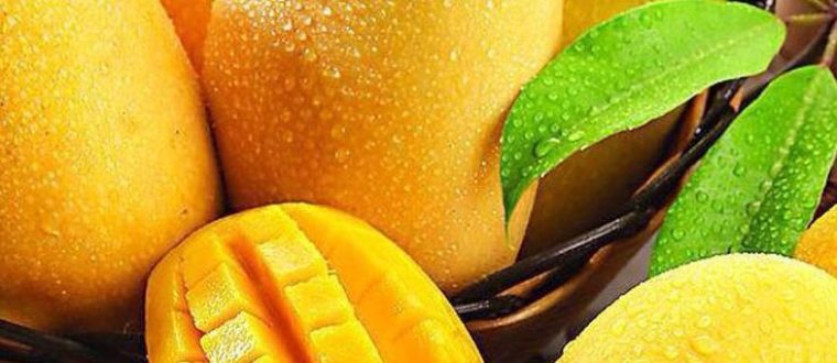 מנגו – Mangifera indica