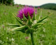 Milk thistle for the liver