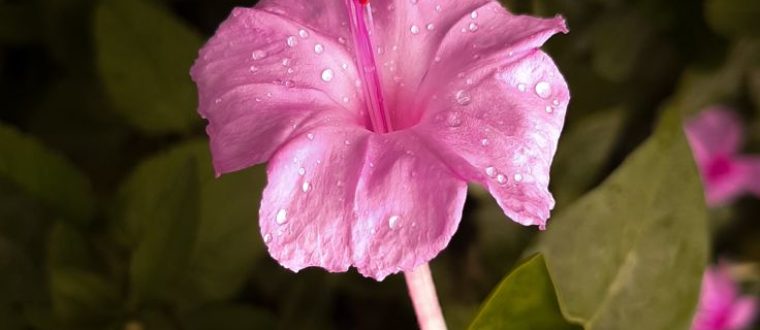 לילנית רב גונית – Mirabilis jalapa