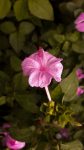 Mirabilis jalapa_