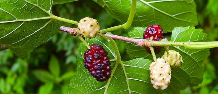 תות לבן – Morus alba