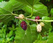 Morus alba (White Mulberry) _ North Carolina Extension Gardener Plant Toolbox