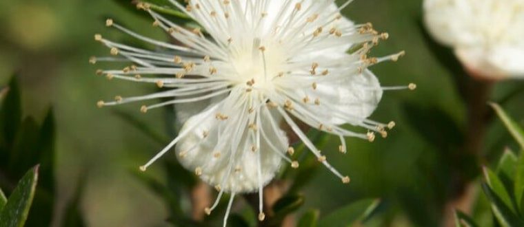 הדס מצוי – Myrtus communis