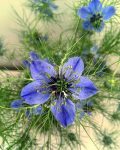 NIGELLA SATIVA