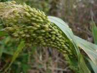 Name_ Common Millet (Panicum miliaceum); Life Cycle_ Annual; Range_ China; Height_ 1 - 3ft; Bloom Time_ Jul