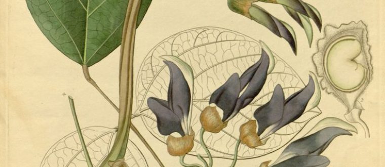 צמחי מרפא מומלצים לטיפול בפרקינסון