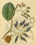 Negro Bean - Mucuna monosperma - Purple flowers open at night, are pollinated by night flying bats seeking sweet nectar - Bristled, winged seed pods add interest - circa 1850
