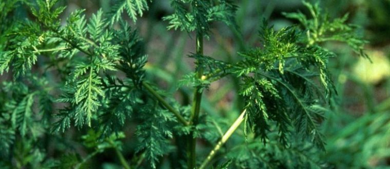 לענה חד שנתית – Artemisia annua