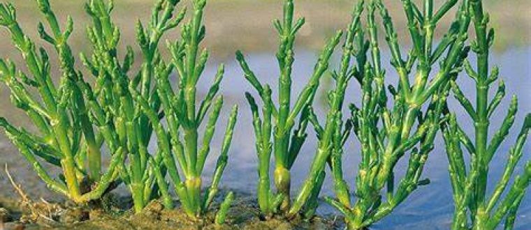 Salicornia europea – פרקן עשבוני
