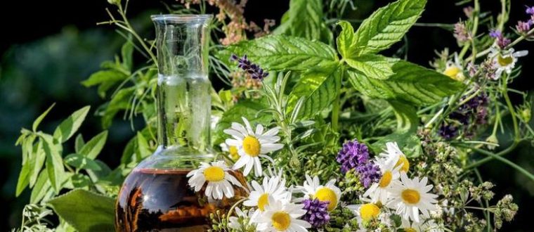 השפעת הטעם המר על מערכת הנשימה – Bitter taste influence on respiratory system