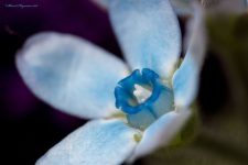 Oxypetalum coeruleum 03