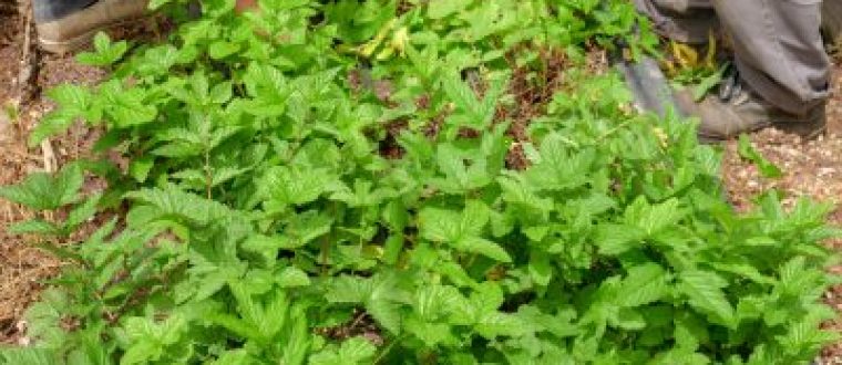 שערות שולמית Adiantum capillius