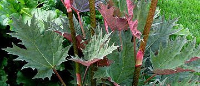 ריבס – Da huang – RHEUM PALMATUM/OFFICINALE