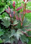 PRYDRABARBRA - Rheum palmatum