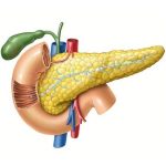 Pancreas