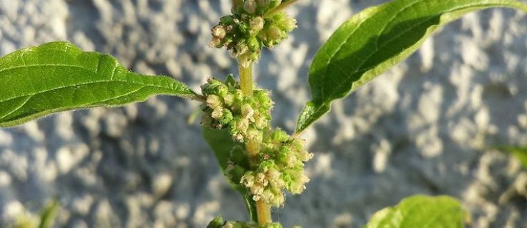 אבודיה – Evodia rutaecarpa