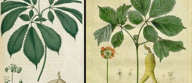 ג'ינסנג אמריקאי – Panax quinquefolius