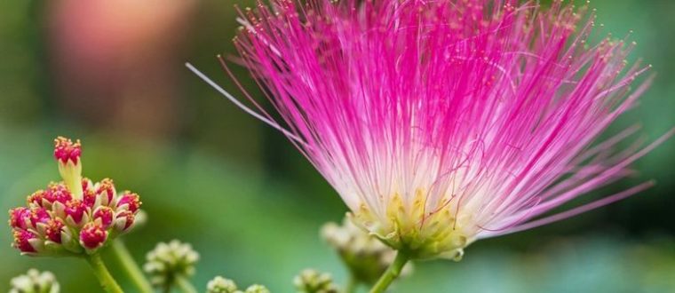 אלביציה – Albizia julibrissin