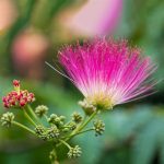 Persian silk tree - Albizia julibrissin (Care, Characteristics, Flower, Images)