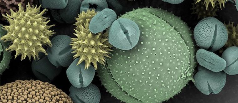 אנדופיטים כמקור להכנת תכשירים רפואיים