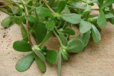 Portulaca oleracea (Purslane)