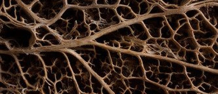 שורשים והשפעתם על הריזוספרה