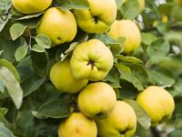 Quince Fruit Cydonia oblonga 10 seeds