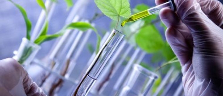 צמחים טרנסגניים – Transgenic Medicinal Plants – הנדסה גנטית