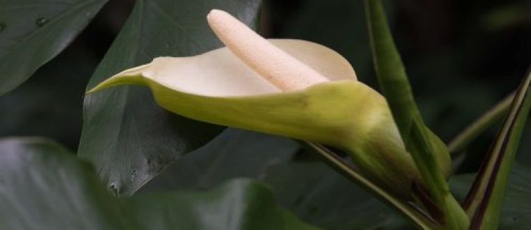 טארו ומשפחת הלופיים Araceae