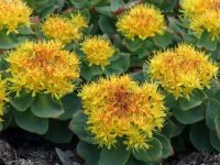 Rhodiola rosea (Roseroot) - World of Succulents