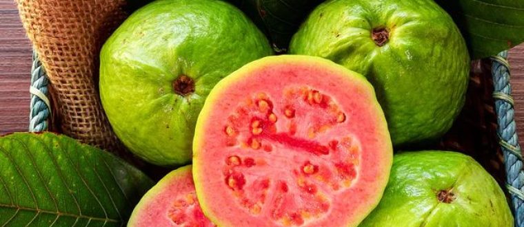 גויאבה – Psidium guajava