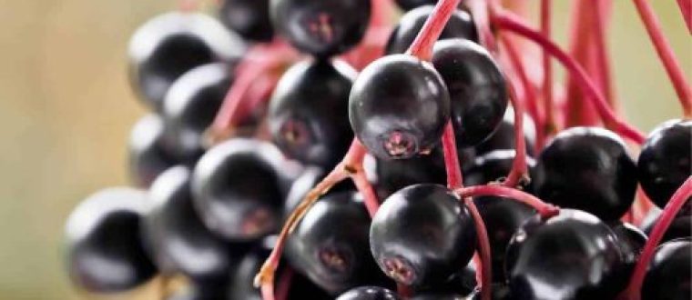 האמת על סמבוק שחור Sambucus nigra