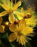 ST_ JOHN'S WORT _ Essential Oil - 5ml