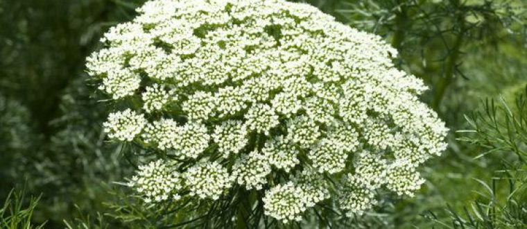 אמיתה קייצית – Anemone pulsatilla