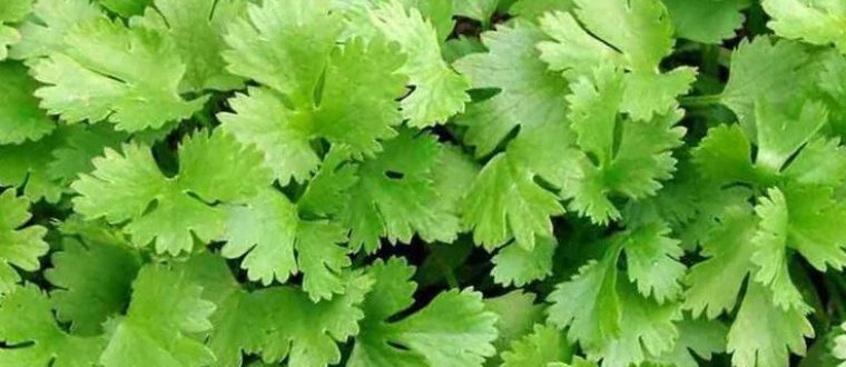 כוסברה – Coriander sativum