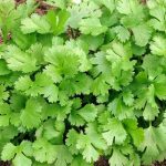 Slow Bolt Cilantro Herb Seeds - Non-GMO - Heirloom - Coriandrum Sativum - Coriander - Great in Planters_ Indoor_Outdoor