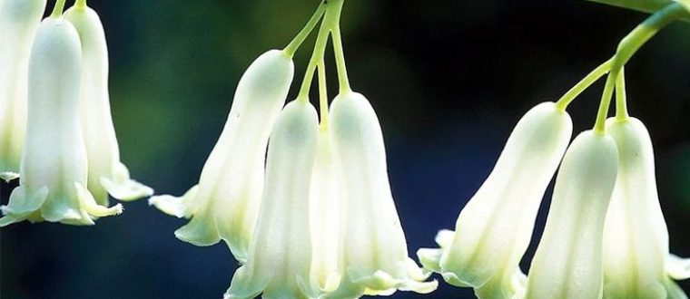 ארכובית סינית Polygonatum multiflorum