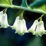 Solomon's Seal, Polygonatum multiflorum _ American Meadows
