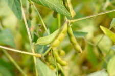 Soy and plant compounds reduce breast cancer recurrence