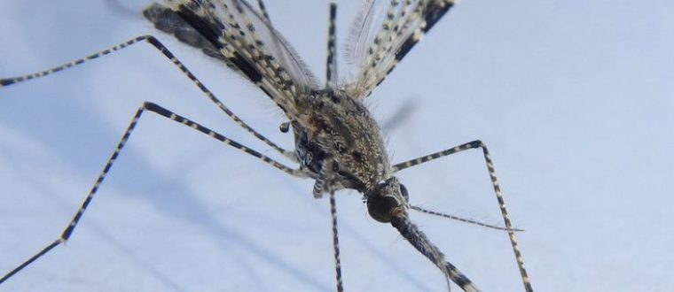 יתושי האנופלס – Anopheles host species